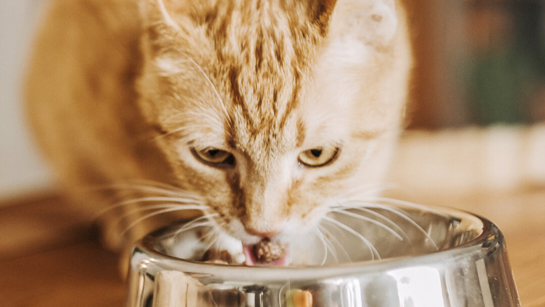 So fütterst du deine Katze richtig Purina